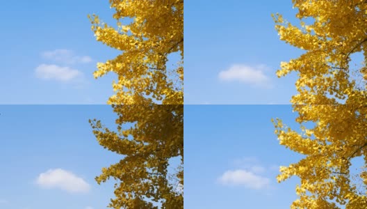 明亮黄色的银杏叶在秋天与移动的白云和蓝天的背景，4k时间流逝的镜头。高清在线视频素材下载