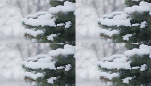 森林里冬天下雪。冬天下雪的冷杉树枝的圣诞场景。圣诞场景与雪冷杉树枝在冬天的天气。高清在线视频素材下载