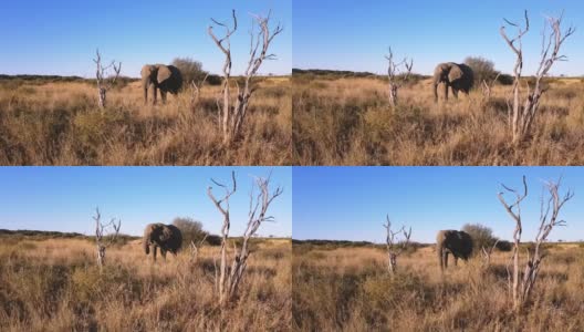 非洲象高清在线视频素材下载
