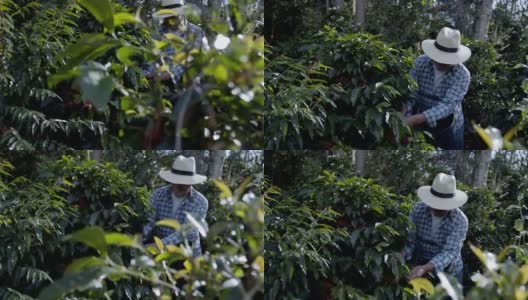 一名男性蓝领工人在咖啡种植园采摘咖啡豆高清在线视频素材下载
