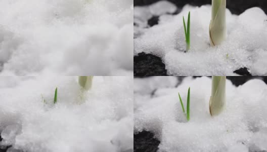 小草在雪下生长，雪在融化，草木在雪下生长，冬与春，大自然的觉醒高清在线视频素材下载