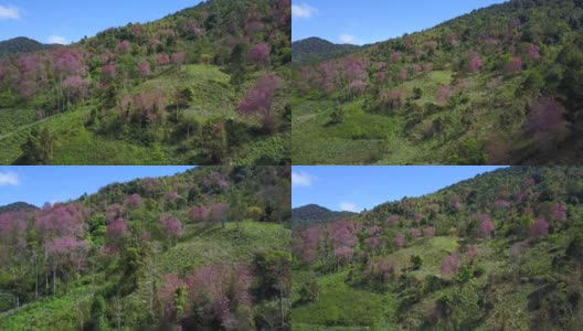 从空中拍摄越南岘港市的琅边山，樱花盛开高清在线视频素材下载