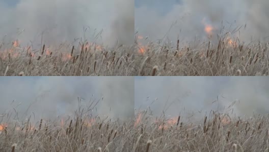 森林草原野火冒出浓烟。燃烧干草和灌木丛。由火焰燃烧的干芦苇高清在线视频素材下载
