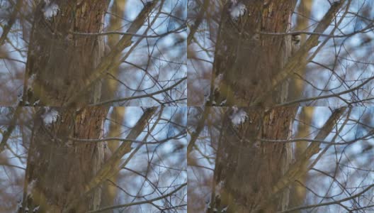 白俄罗斯林地中的白背啄木鸟(Dendrocopos leucotos)高清在线视频素材下载