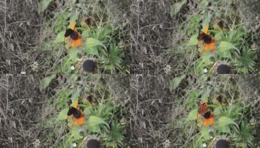 夏天蝴蝶栖息在野花上高清在线视频素材下载