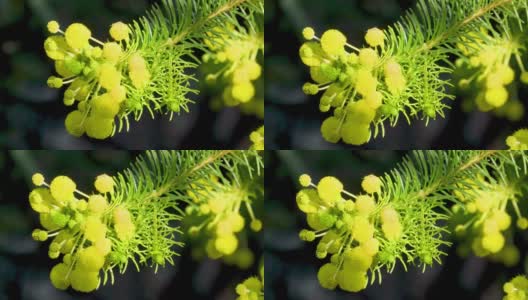 亮黄色的金合欢，西澳大利亚州的野花和大自然的春天高清在线视频素材下载