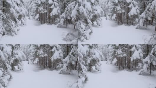 在冬天下雪的森林里，树木被雪覆盖着。跟踪框架高清在线视频素材下载