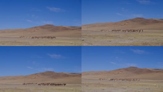 西藏阿里地区的野驴行走高清在线视频素材下载