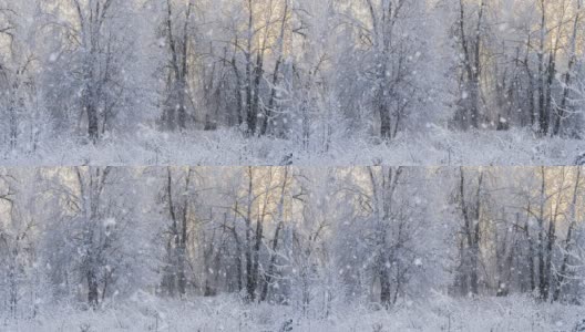 冬天的森林里飘着雪花，圣诞节的早晨飘着轻柔的雪花。冬天的风景。白雪覆盖的树木。高清在线视频素材下载