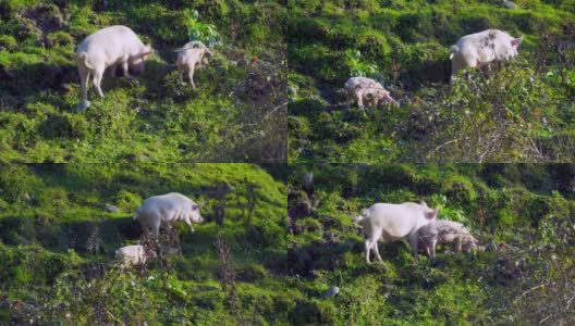 一头大猪和小猪们在山上和田野里吃草。高清在线视频素材下载