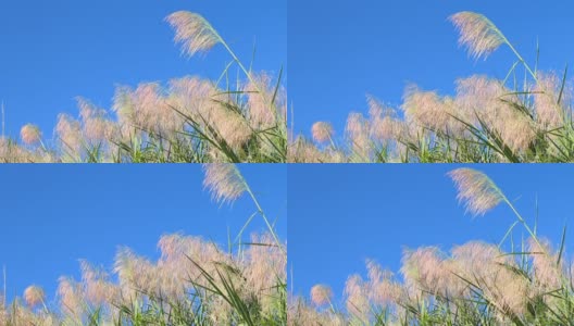 观草、观花、观蓝天高清在线视频素材下载