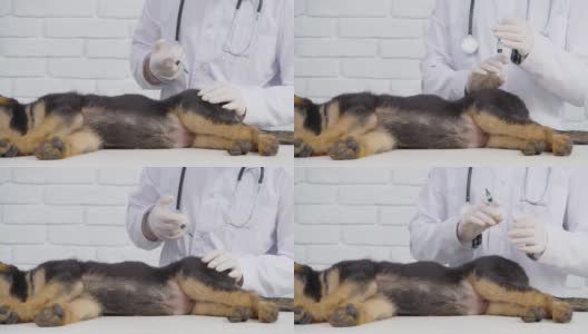 合格医生给德国牧羊犬接种疫苗高清在线视频素材下载