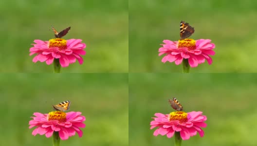 小龟甲蝴蝶(Aglais urticae)在粉红色百日菊花上，股票视频高清在线视频素材下载