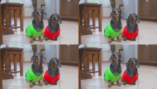 黑色和姜黄色的腊肠狗穿着亮绿色和红色的t恤，长着长耳朵，站在厨房里等待主人给食物高清在线视频素材下载