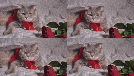 浪漫的情人节在家里和宠物猫在床上高清在线视频素材下载