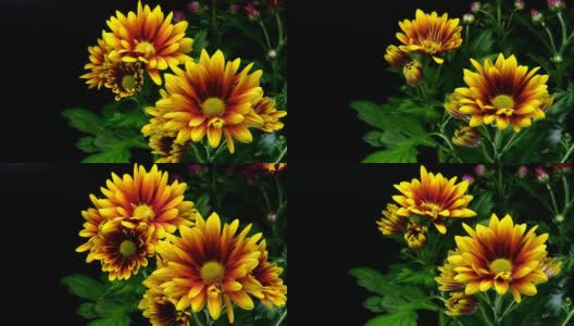 黄色的雏菊盛开-美洲紫斑菊高清在线视频素材下载