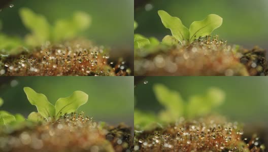 蕨类植物和苔藓高清在线视频素材下载