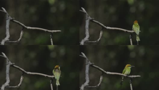 绿色的食蜂鸟栖息在一根树枝上高清在线视频素材下载
