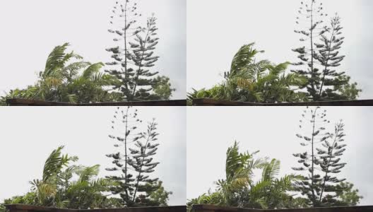 树在狂风暴雨中摇摆高清在线视频素材下载