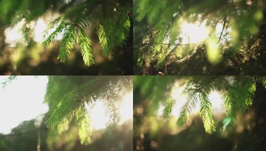 近距离观看常绿针叶在松树。美丽清新的森林背景在明亮的日子高清在线视频素材下载