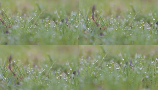清新的晨露在春天的草，自然的背景-近距离高清在线视频素材下载