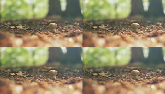 阳光森林里的野生蘑菇高清在线视频素材下载