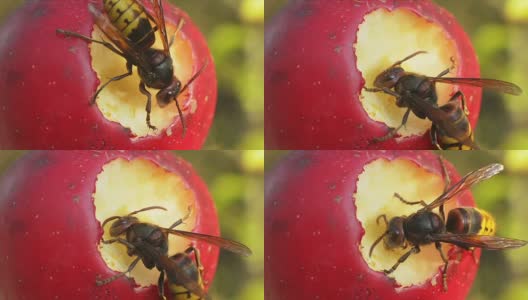 大黄蜂在树枝上吃苹果高清在线视频素材下载