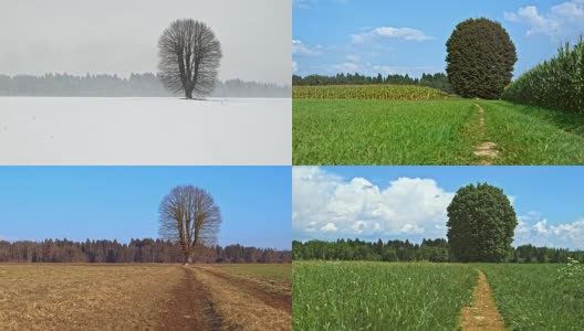完全循环:在冬天，春天，夏天，秋天和冬天在草地上高大的树高清在线视频素材下载