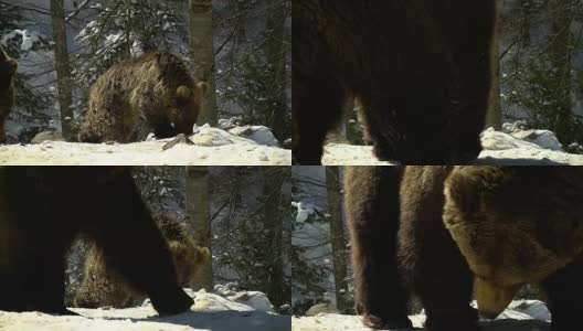 冬天的森林里有棕熊。两只熊在雪地里吃东西。高清在线视频素材下载