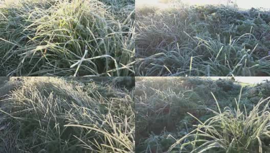 霜草茎与霜在初秋寒冷的早晨。FullHD高清在线视频素材下载