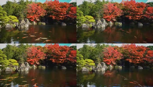 锦鲤在日本花园游泳高清在线视频素材下载