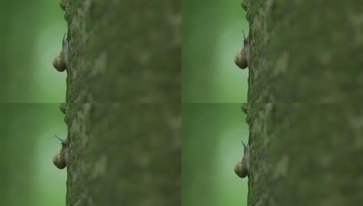 小蜗牛吃苔藓高清在线视频素材下载