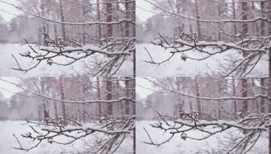 雪落在树枝上。高清在线视频素材下载