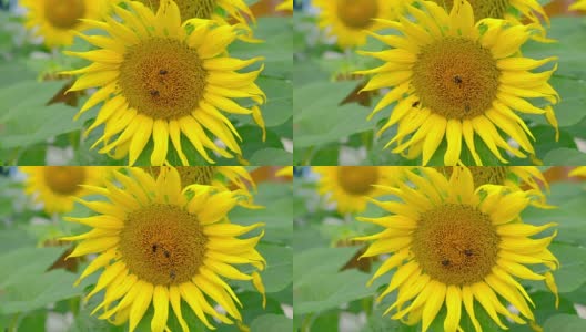 花园里的太阳花和蜜蜂高清在线视频素材下载