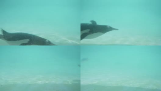 penguin swing under water高清在线视频素材下载