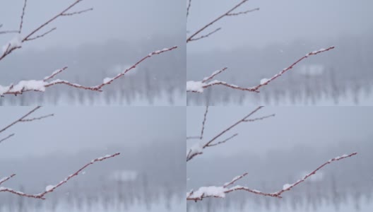 雪落在冬天的树枝上，动作超级慢高清在线视频素材下载