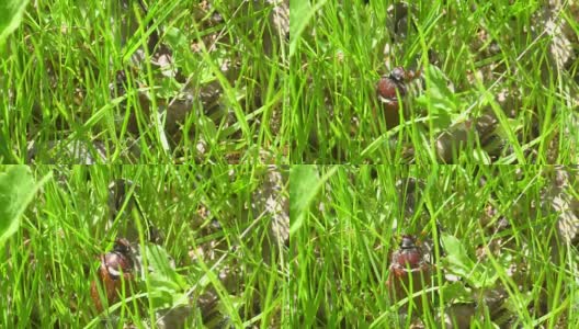 五月虫在花园里的草地上高清在线视频素材下载
