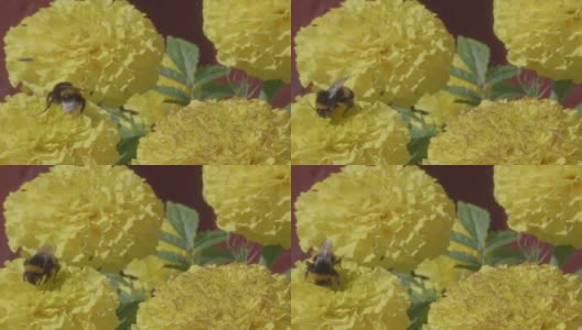 在瑞典的斯堪的那维亚半岛，一个阳光明媚的夏日，大黄蜂在黄色的花上慢动作高清在线视频素材下载
