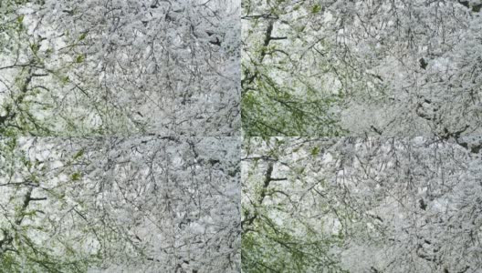 果园里的樱桃树枝上开满了白色的花高清在线视频素材下载
