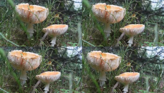 大毒菌或可食用的蘑菇在秋天的一天生长在草地上。高清在线视频素材下载