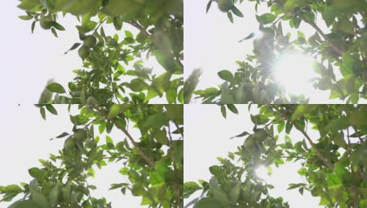 树枝上的绿橘子映着晴朗的天空高清在线视频素材下载