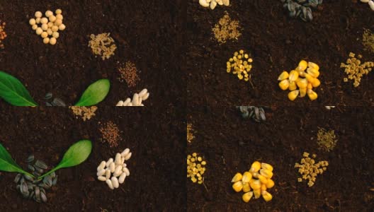 种子在土壤上为播种季节。有选择性的重点。大自然。高清在线视频素材下载