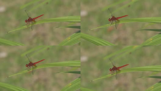 红蜻蜓停在一片叶子上高清在线视频素材下载