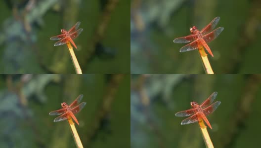 放大慢镜头微距金翅掠食者红蜻蜓在植物上高清在线视频素材下载