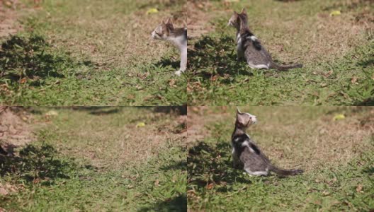 小猫在后院的草地上看，跟着蝴蝶的影子飞高清在线视频素材下载