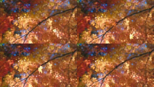 在东京的树林里，枫叶慢慢地从秋天的树上飘落下来高清在线视频素材下载