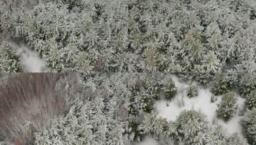 航拍视频，一架四轴飞行器在白雪覆盖的松林上空飞行高清在线视频素材下载