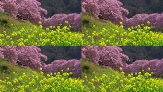 下嘉摩河边盛开的川崎樱花树和油菜花高清在线视频素材下载