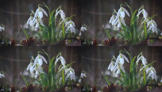 春雨期间，森林中盛开着雪白的雪花莲花。高清在线视频素材下载