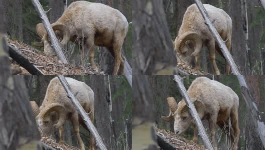 大角羊在山上吃草高清在线视频素材下载